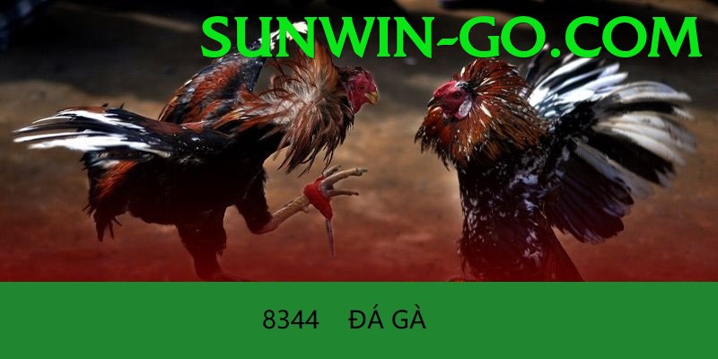 Đá Gà Trực Tiếp - sunwin - Hỗ trợ